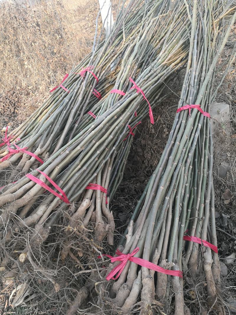 核桃苗二年以上苗150~200cm左右地径2~4公分