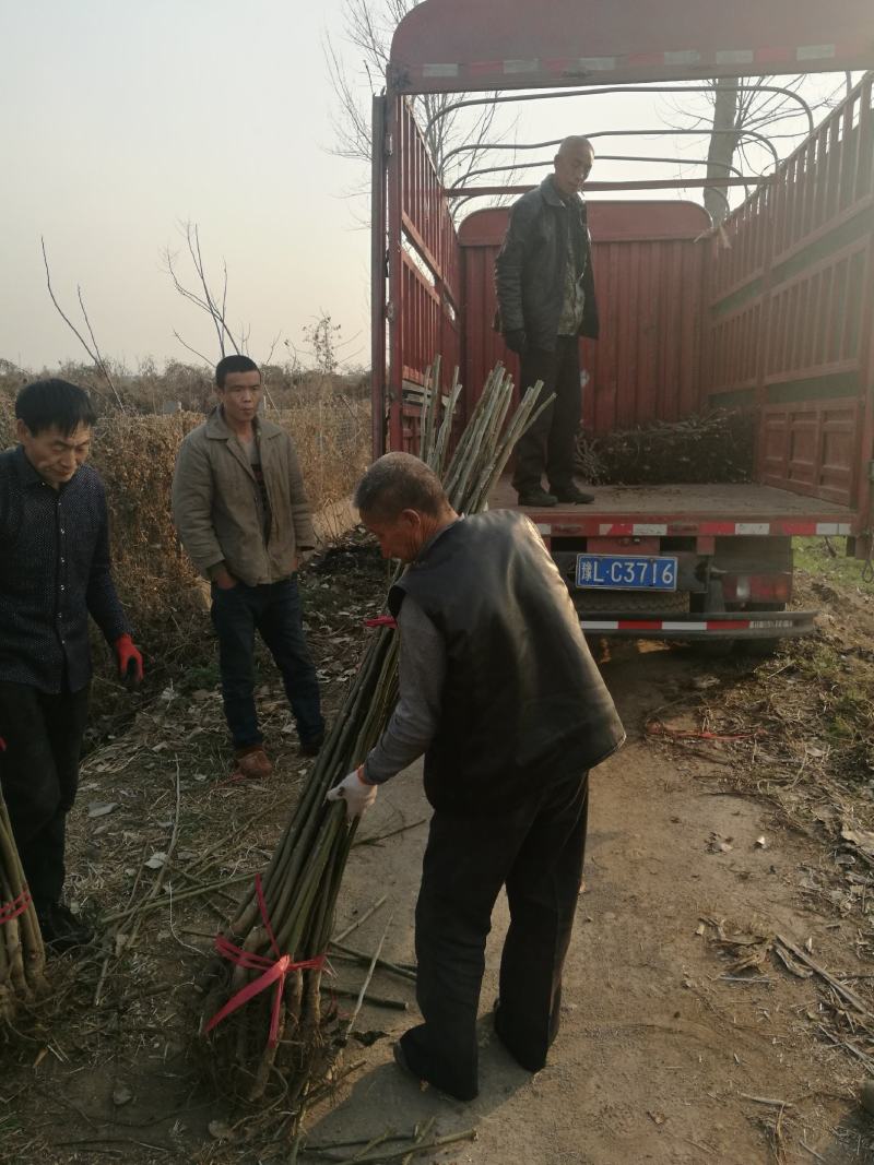 核桃苗二年以上苗150~200cm左右地径2~4公分