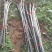 核桃苗二年以上苗150~200cm左右地径2~4公分