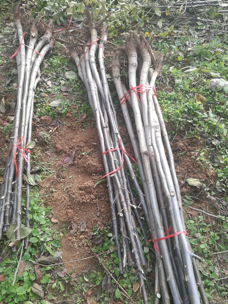 核桃苗二年以上苗150~200cm左右地径2~4公分