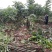 核桃苗二年以上苗150~200cm左右地径2~4公分