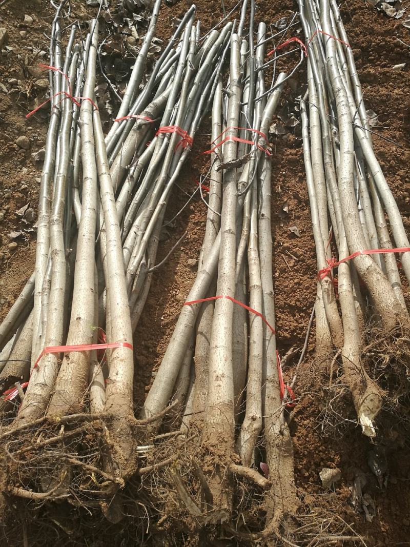 核桃苗二年以上苗150~200cm左右地径2~4公分
