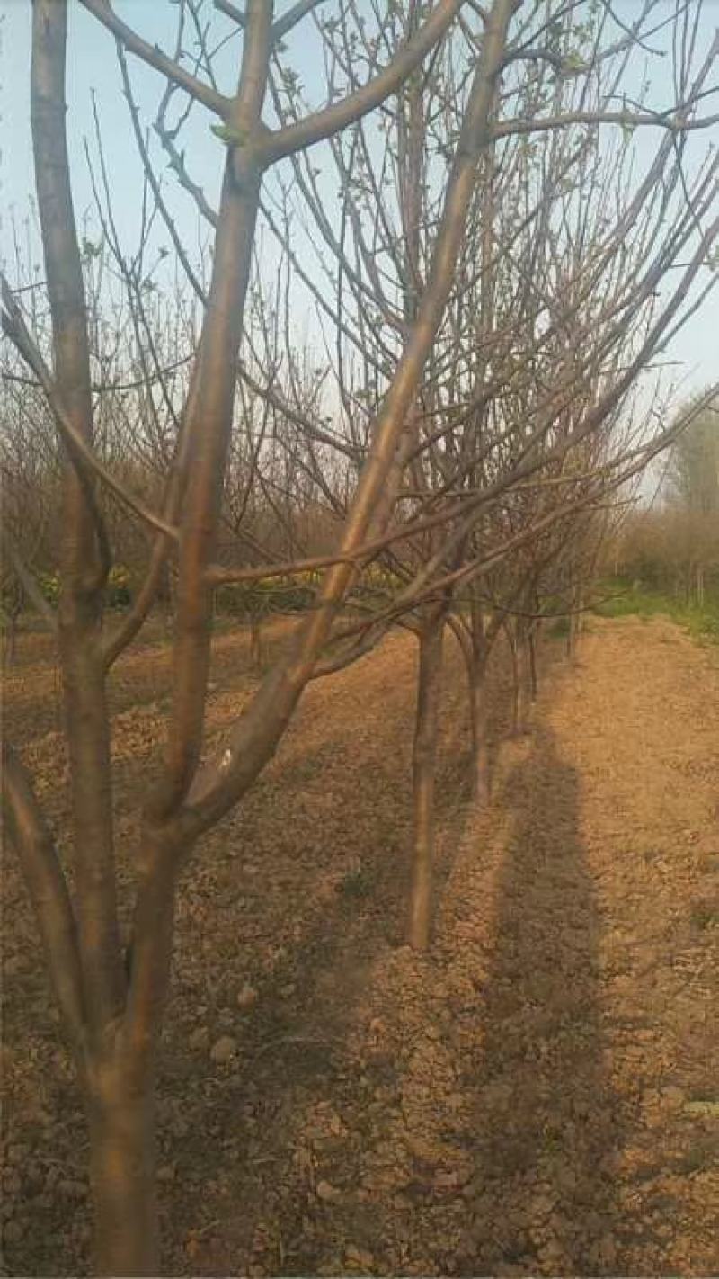 梨树占地用的456梨树量大规格齐全我是常年做苗木生意
