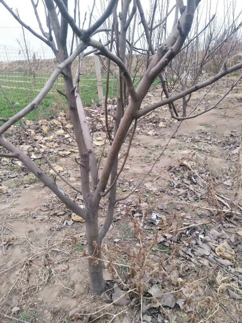 梨树占地用的456梨树量大规格齐全我是常年做苗木生意