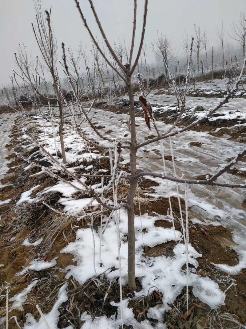梨树占地用的456梨树量大规格齐全我是常年做苗木生意