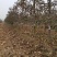 梨树占地用的456梨树量大规格齐全我是常年做苗木生意