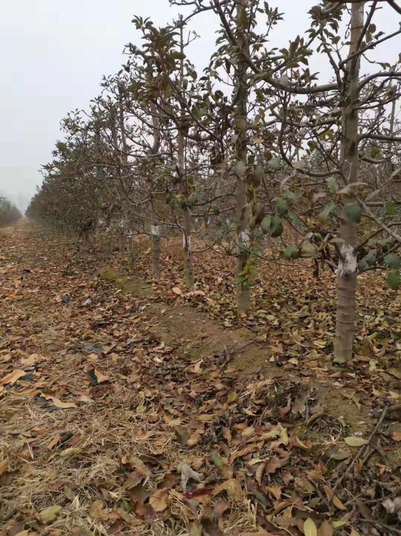 梨树占地用的456梨树量大规格齐全我是常年做苗木生意