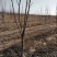 梨树占地用的456梨树量大规格齐全我是常年做苗木生意