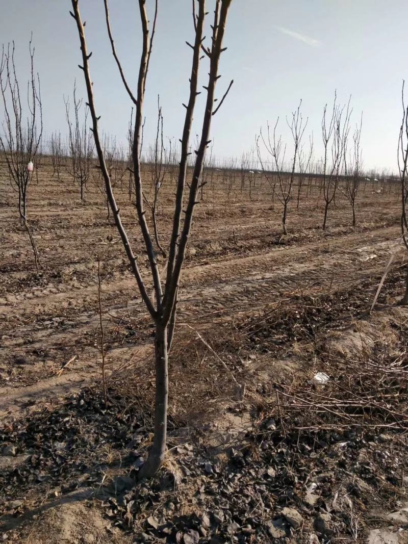 梨树占地用的456梨树量大规格齐全我是常年做苗木生意