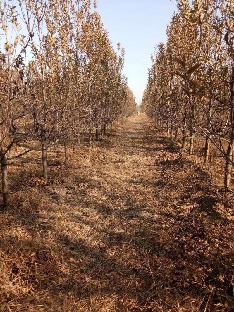 梨树占地用的456梨树量大规格齐全我是常年做苗木生意