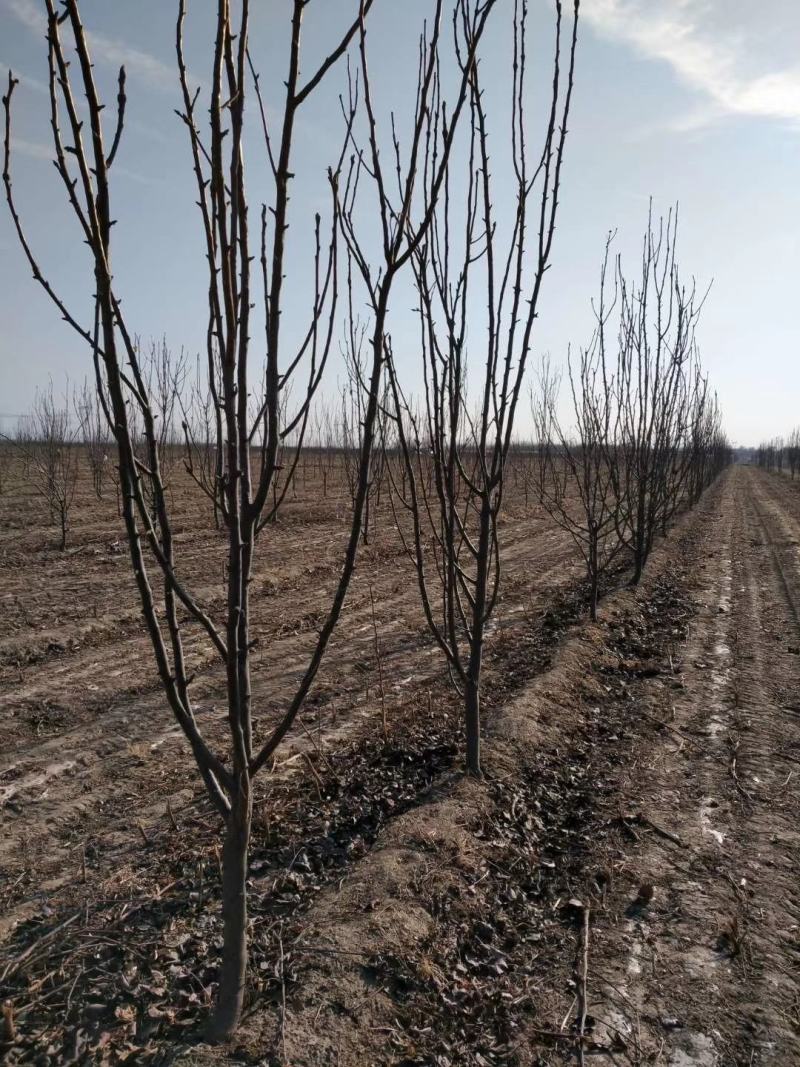 梨树占地用的456梨树量大规格齐全我是常年做苗木生意