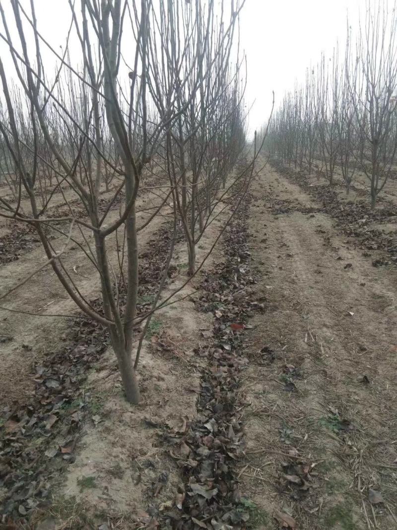 梨树占地用的456梨树量大规格齐全我是常年做苗木生意