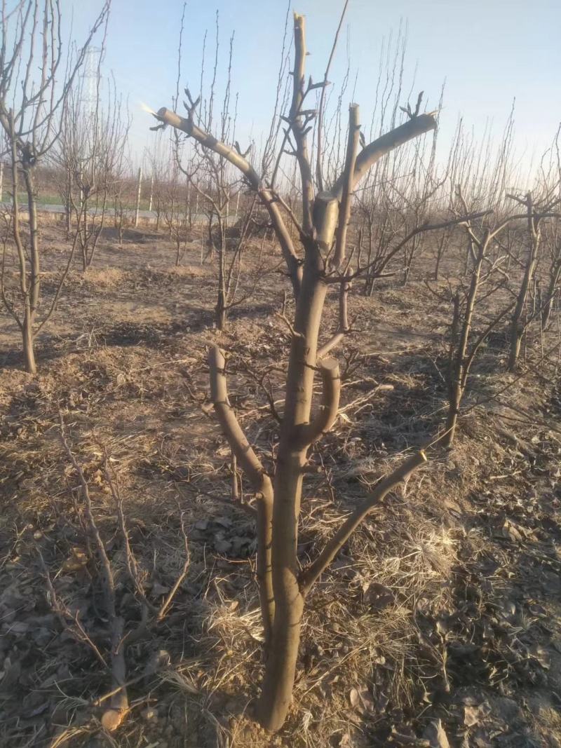 梨树占地用的456梨树量大规格齐全我是常年做苗木生意
