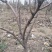 梨树占地用的456梨树量大规格齐全我是常年做苗木生意