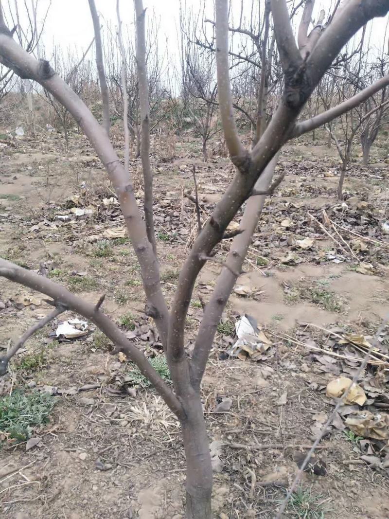 梨树占地用的456梨树量大规格齐全我是常年做苗木生意