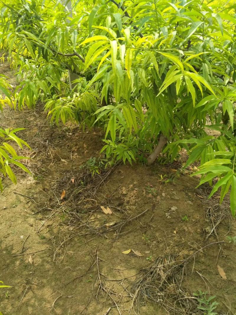 大桃树456公分的量大规格齐全我是河北邯郸市常年做苗木