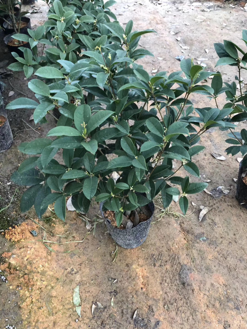 四季桂花盆栽电商平台专用质量保障合作共赢全国物流发货