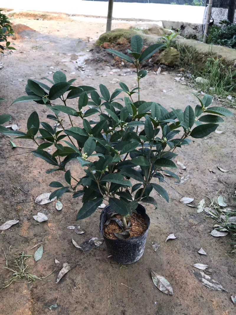 四季桂花盆栽电商平台专用质量保障合作共赢全国物流发货