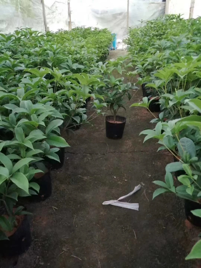 四季桂花盆栽电商平台专用质量保障合作共赢全国物流发货