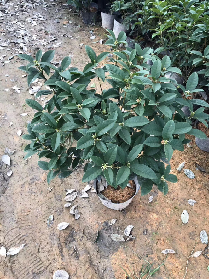 四季桂花盆栽电商平台专用质量保障合作共赢全国物流发货