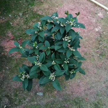 四季桂花盆栽电商平台专用质量保障合作共赢全国物流发货