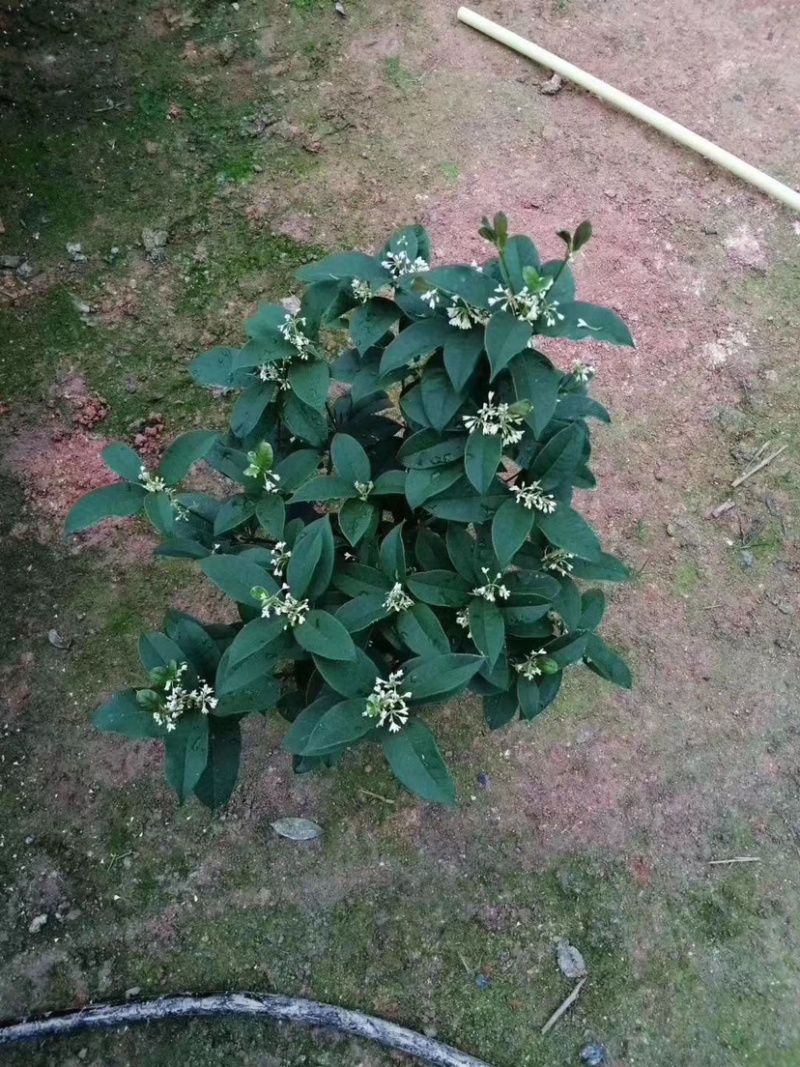 四季桂花盆栽电商平台专用质量保障合作共赢全国物流发货