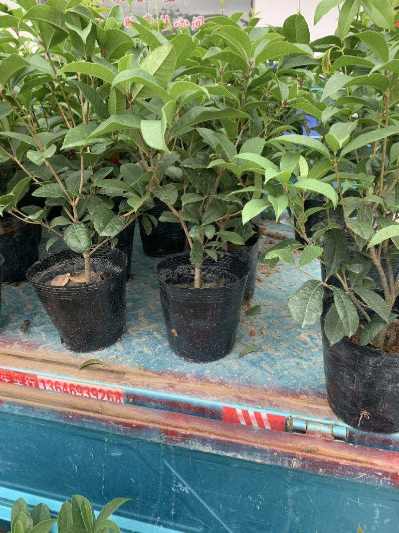 四季桂花盆栽电商平台专用质量保障合作共赢全国物流发货