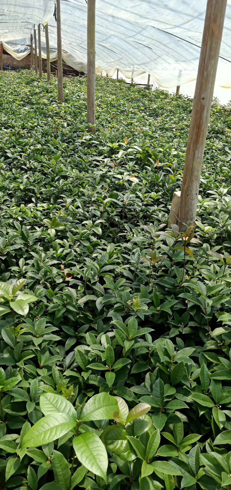 四季桂花盆栽电商平台专用质量保障合作共赢全国物流发货