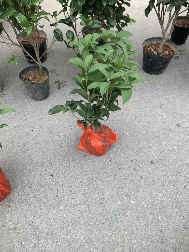 四季桂花盆栽电商平台专用质量保障合作共赢全国物流发货