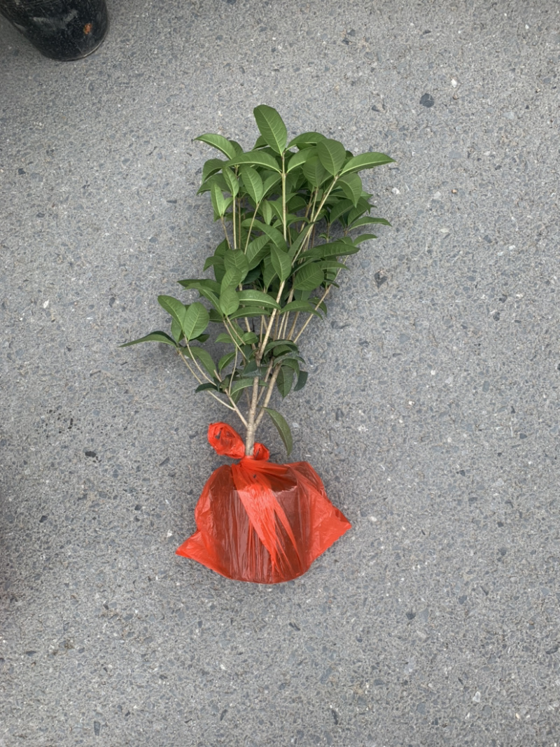 四季桂花盆栽电商平台专用质量保障合作共赢全国物流发货