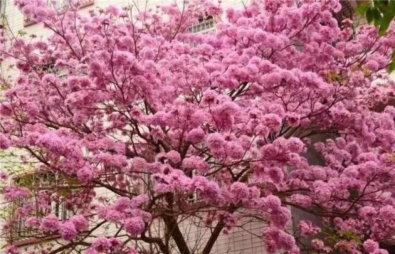 紫花风铃木营养小杯苗，路边公园旅游景区之一树苗