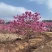紫花风铃木营养小杯苗，路边公园旅游景区之一树苗