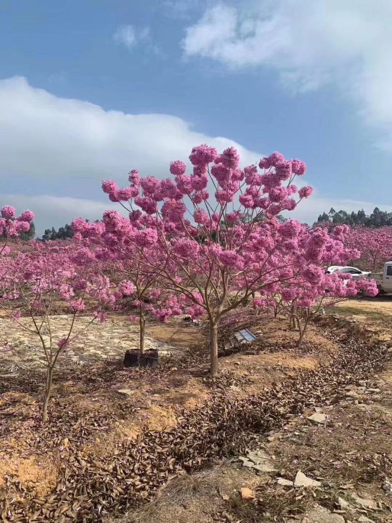 紫花风铃木营养小杯苗，路边公园旅游景区之一树苗
