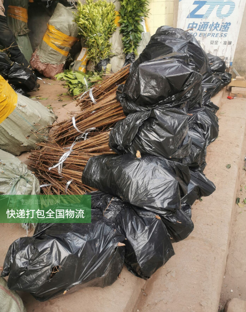 新品种九月晚熟密脆李子苗十月金秋晚熟李巫山脆李汶川清脆李