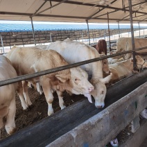 夏洛莱牛生长速度快产肉性能好出栏价格高