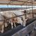 夏洛莱牛生长速度快产肉性能好出栏价格高