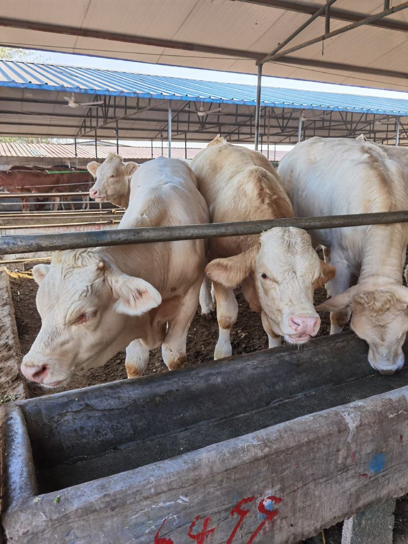 夏洛莱牛生长速度快产肉性能好出栏价格高