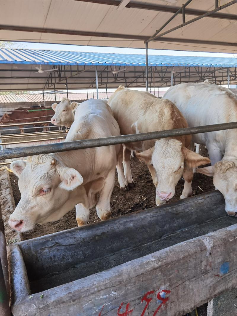 夏洛莱牛生长速度快产肉性能好出栏价格高