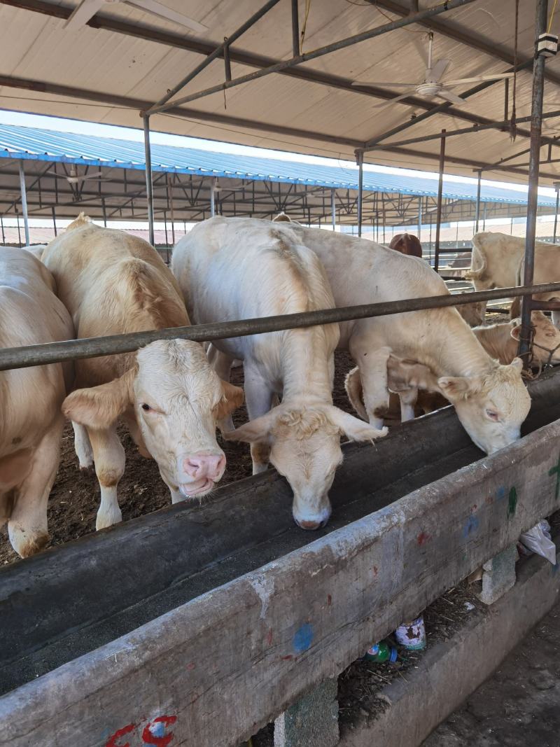 夏洛莱牛生长速度快产肉性能好出栏价格高