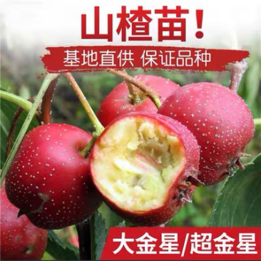 大金星山楂苗嫁接山楂树当年挂果保证品种质量