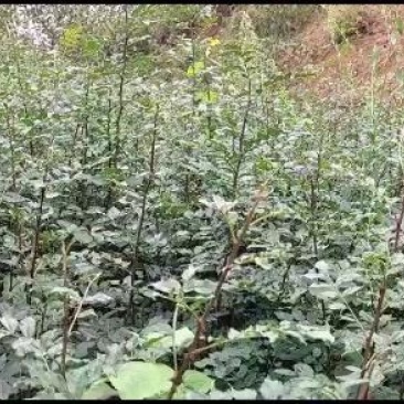 大量出售耐病虫害，耐水浸，根系发达，易成活的无刺花椒苗