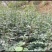 大量出售耐病虫害，耐水浸，根系发达，易成活的无刺花椒苗