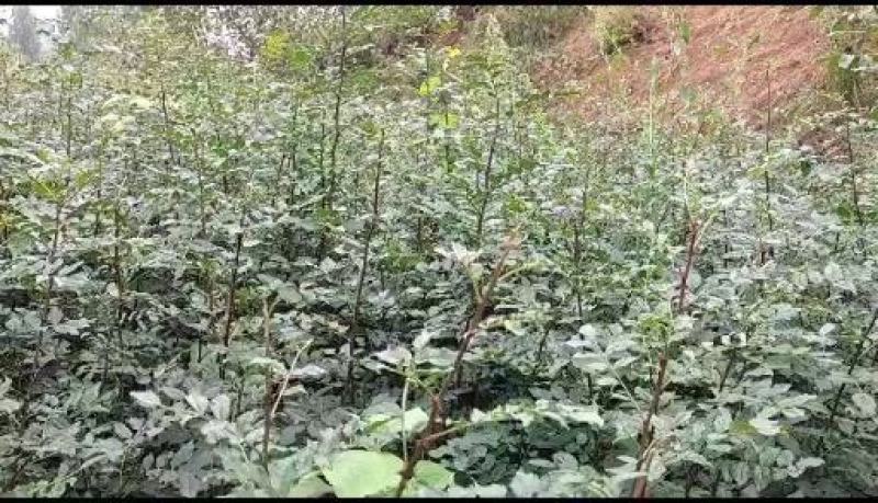 大量出售耐病虫害，耐水浸，根系发达，易成活的无刺花椒苗