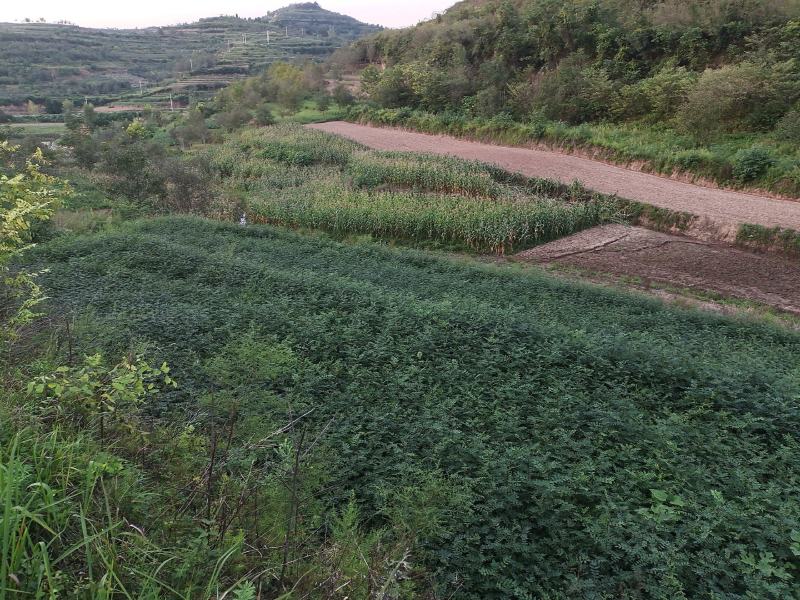 大量出售耐病虫害，耐水浸，根系发达，易成活的无刺花椒苗