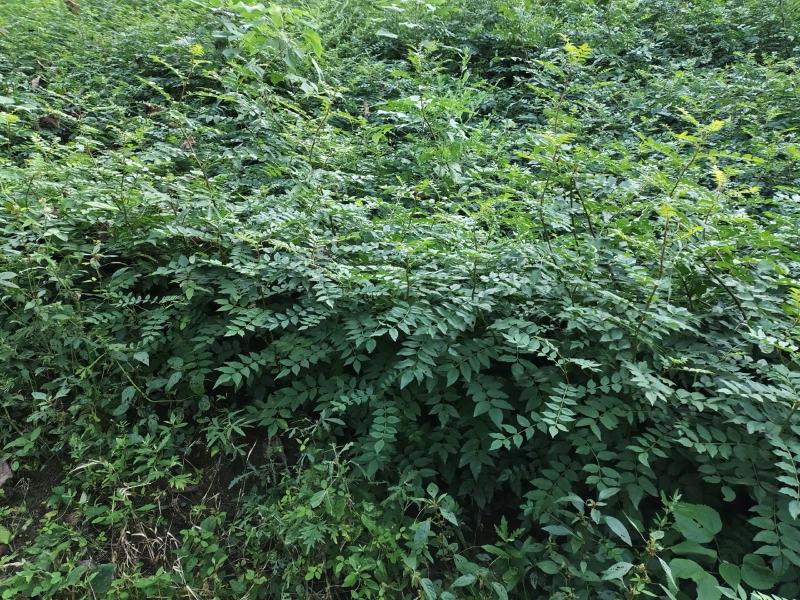 大量出售耐病虫害，耐水浸，根系发达，易成活的无刺花椒苗