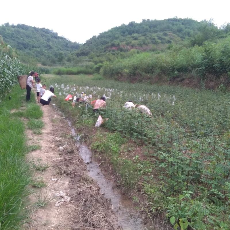大量出售耐病虫害，耐水浸，根系发达，易成活的无刺花椒苗