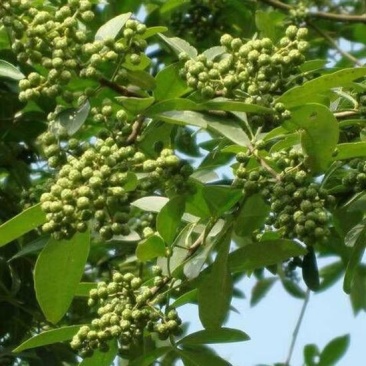 自家地里种（干）鲜青花椒