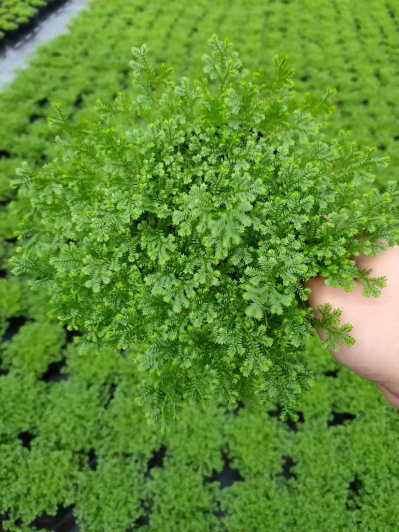 精品翠云草（龙须草）一手货源全国批发质量保证一件起批