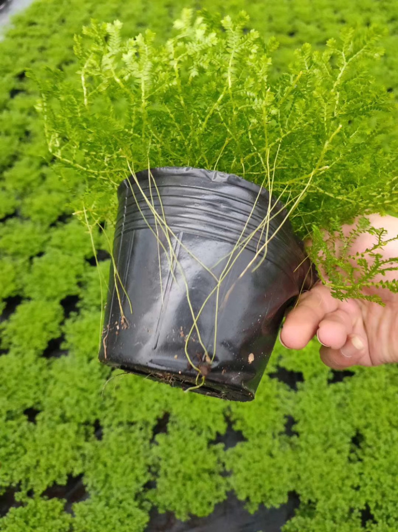 精品翠云草（龙须草）一手货源全国批发质量保证一件起批
