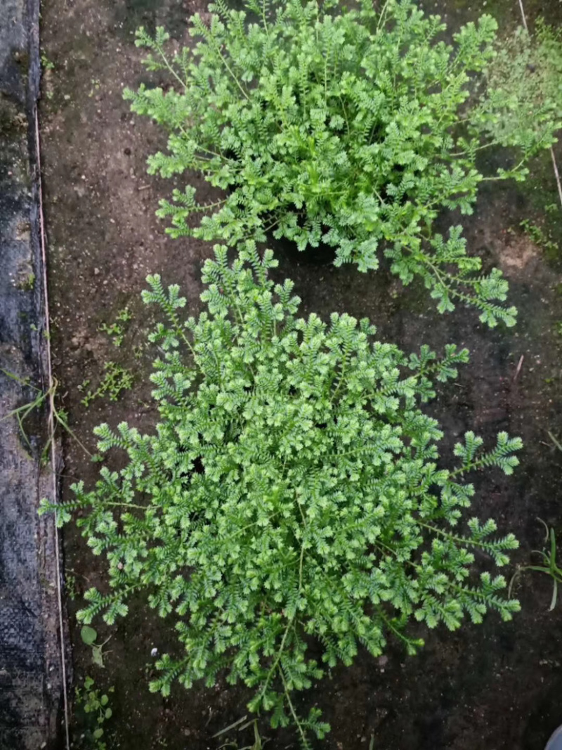 精品翠云草（龙须草）一手货源全国批发质量保证一件起批
